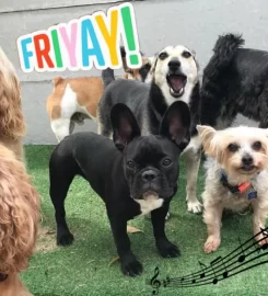 Doggie Day Mother