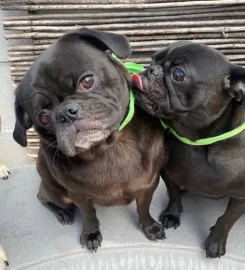 Doggie Day Mother