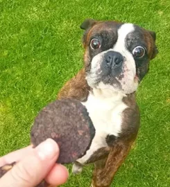 Doggylish