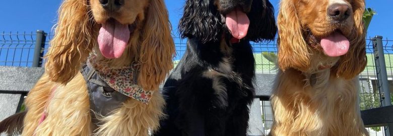 The Canine Club