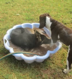 Fetch! K9 Services