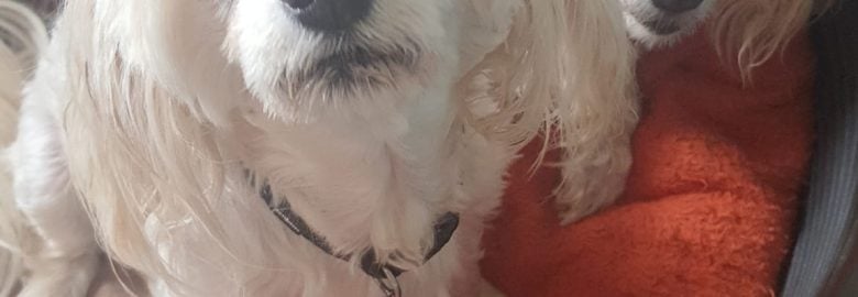 Maltese, French poodle and Yorkie Rescue