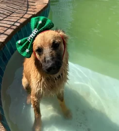 Happy Tails Doggy Daycare Fourways