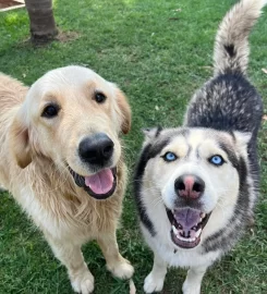 Happy Tails Doggy Daycare Fourways