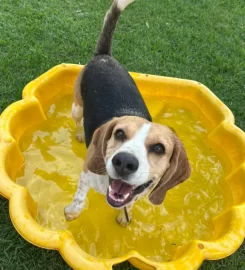 Happy Tails Doggy Daycare Fourways
