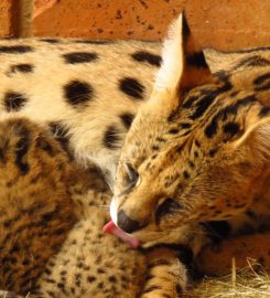 Johannesburg Wildlife Veterinary Hospital