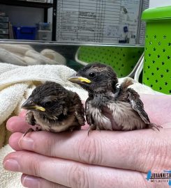 Johannesburg Wildlife Veterinary Hospital