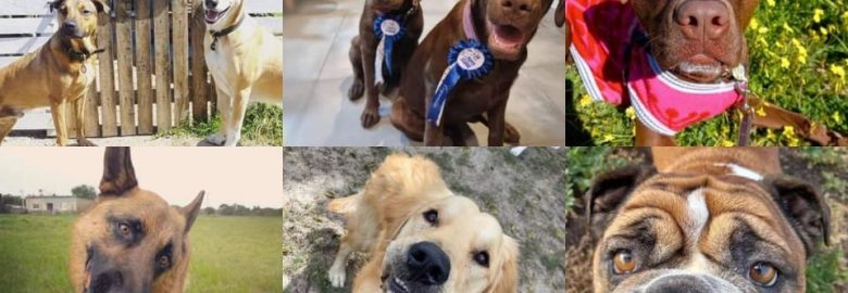 Just Dogs Behaviour