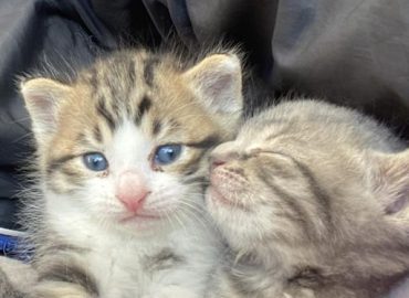 The Kitten Cottage