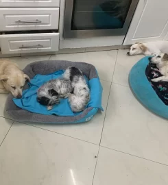 KOKO’S Doggy Lodge & Day Care