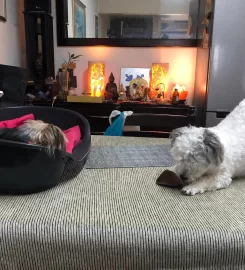 KOKO’S Doggy Lodge & Day Care