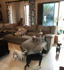 KOKO’S Doggy Lodge & Day Care