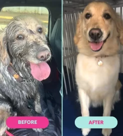 Le Pawtique Pet Spa & Shop