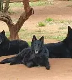 Malonowa Kennels