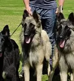 Malonowa Kennels