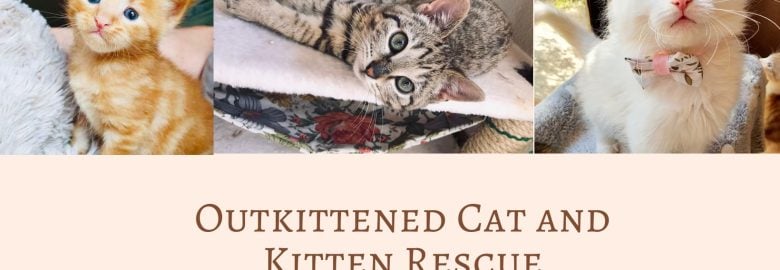 Outkittened Cat and Kitten Rescue