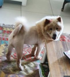 Woof & Meow Mobile Pet Grooming