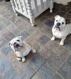 Pawfessional Pet Sitters