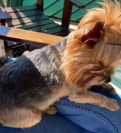 Pawfessional Pet Sitters