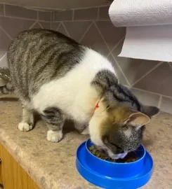 Pawfessional Pet Sitters