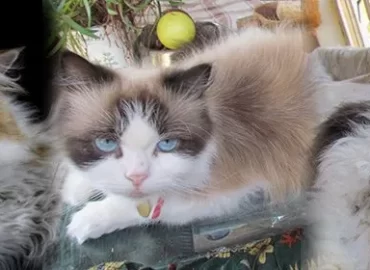 Persian Cats South Africa