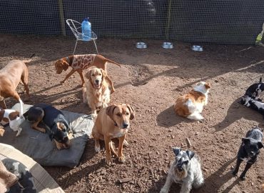 Puppylove Daycare Pty Ltd