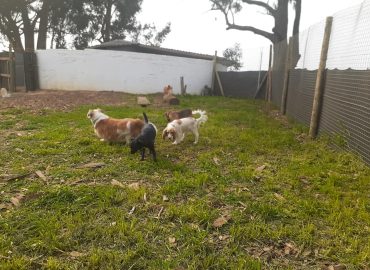 Puppylove Daycare Pty Ltd