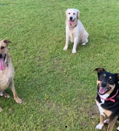 POOCH – Doggy Daycare, Boarding & Training