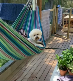 POOCH – Doggy Daycare, Boarding & Training