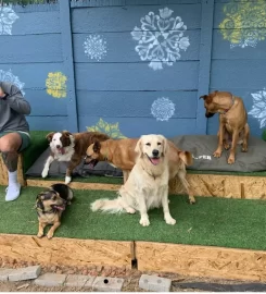 POOCH – Doggy Daycare, Boarding & Training