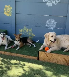 POOCH – Doggy Daycare, Boarding & Training