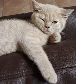 Silkenclaw Cattery