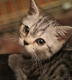 Silkenclaw Cattery