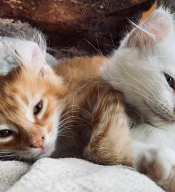 Silkenclaw Cattery