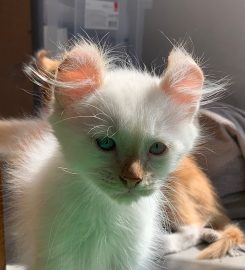 Silkenclaw Cattery