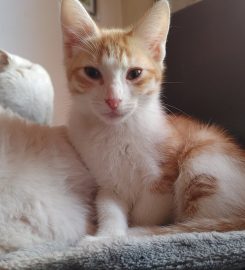 Silkenclaw Cattery
