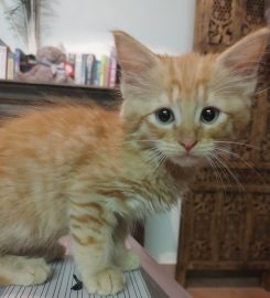 Silkenclaw Cattery