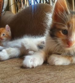 Silkenclaw Cattery