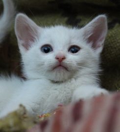 Silkenclaw Cattery