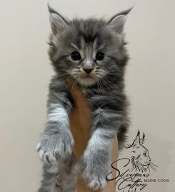Silverpaws Maine Coon Breeder