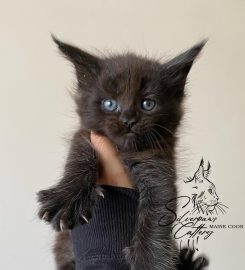 Silverpaws Maine Coon Breeder