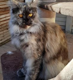 Silverpaws Maine Coon Breeder