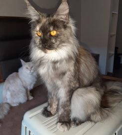 Silverpaws Maine Coon Breeder