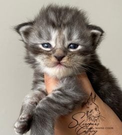 Silverpaws Maine Coon Breeder