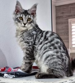 Silverpaws Maine Coon Breeder