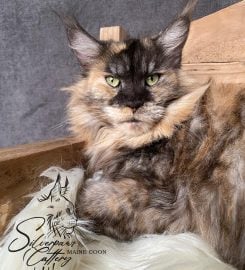 Silverpaws Maine Coon Breeder