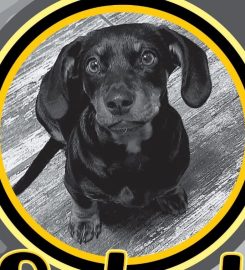 Splash pets & grooming