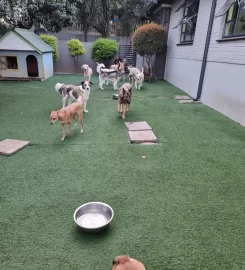The Puppy Palace Doggy Daycare and Spa
