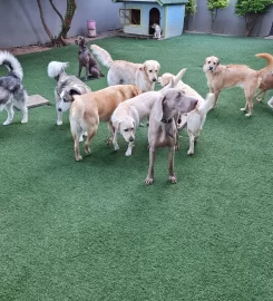 The Puppy Palace Doggy Daycare and Spa