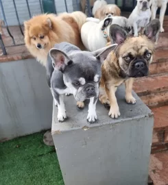The Puppy Palace Doggy Daycare and Spa